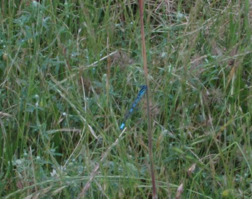 Coenagrion scitulum